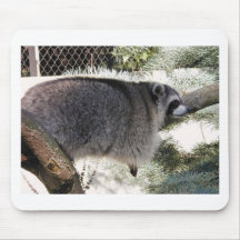 raccoon1 musmatta
