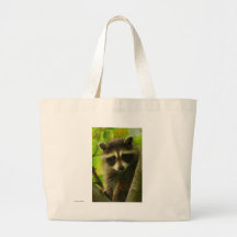 Raccoon Kasse