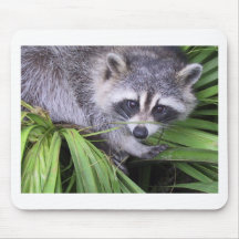 Raccoon Mus Mattor