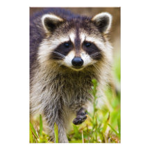 Raccoonen, Procyonlotor, är ett utbrett, 3 Fotografiskt Tryck