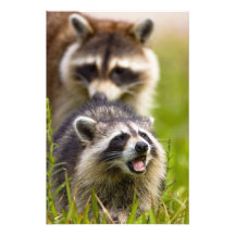 Raccoonen, Procyonlotor, är ett utbrett, Fotografiska Tryck