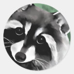 Raccoonklistermärkear