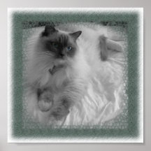 Ragdoll katt print