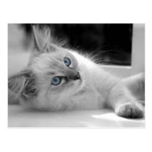 Ragdoll kattungevykort