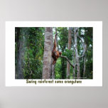 Rainforest och Orangutan Affisch