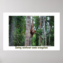 Rainforest och Orangutan Affisch