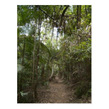rainforestvykort