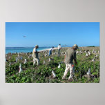 Räkna den Laysan albatrossen bygga bo Affischer