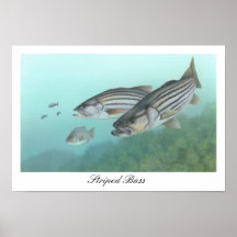 Randig bas- affisch