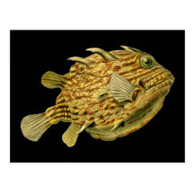 Randig cowfish vykort