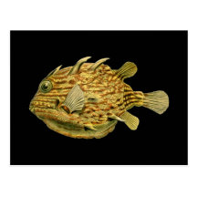 Randig cowfish vykort