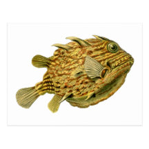 Randig cowfish vykort