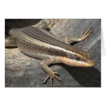 Randiga Skink i en Canon Kort