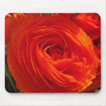Ranunculus Musmattor