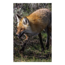 Red Fox Stationery