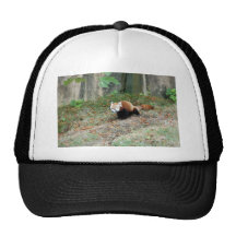 red-panda-001 baseball hat