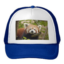 red-panda-004 trucker keps