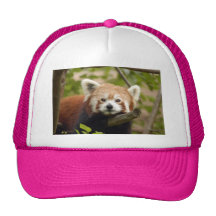 red-panda-005 kepsar