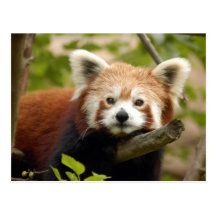 red-panda-007 vykort