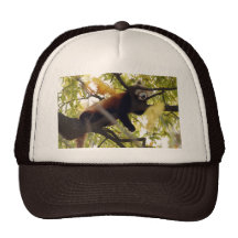 red-panda-008 kepsar