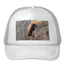 red-panda-009 kepsar