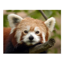 red-panda-010 vykort