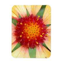 Red-pistil-of-a-flower114 RÖD GUL PISTIL CLOSEU Magnet