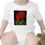 Red Rose From My Balcony Garden Baby Creeper