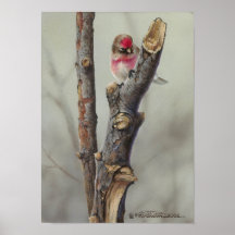 Redpoll Posters