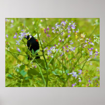 RedwingBlackbird Affischer