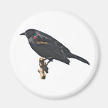 RedwingBlackbirdgåva Kylskåps Magneter