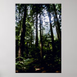 Redwoodträd Whaka skog, Rotoua Print