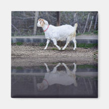 Reflexioner av en vitget, magnet magneter