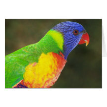 Regnbåge Lorikeet Kort