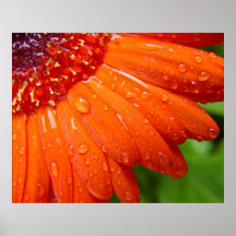 Regnig daisy posters