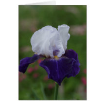 Religiösa födelsedagkort -- Purpurfärgad Iris