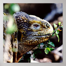 Reptil Print