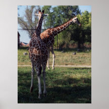 Reticulated giraffaffisch