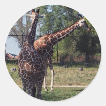 Reticulated giraffklistermärke