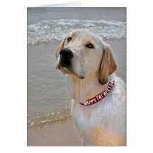 Retriever för fars dag hälsnings kort
