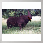 Rhinobird affisch
