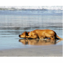 Rhodesian Ridgeback - är vatten kall? Photo Sculptures