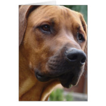 Rhodesian Ridgeback hälsningkort