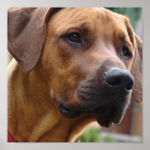 Rhodesian Ridgeback hundtryck Affischer
