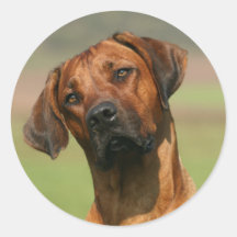 Rhodesian Ridgeback klistermärke
