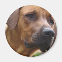 Rhodesian Ridgeback magnet Magneter