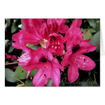 Rhododendronnotecards Kort