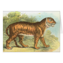 Richard Lydekker - tiger Hälsnings Kort