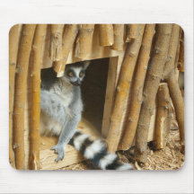 Ring-Tailed Lemur Musmattor