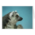 Ring-tailed Lemurklassiker Kort